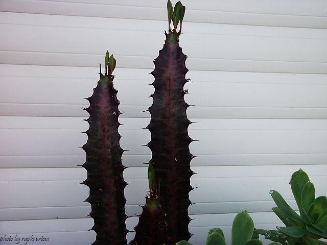 euphorbia trigona